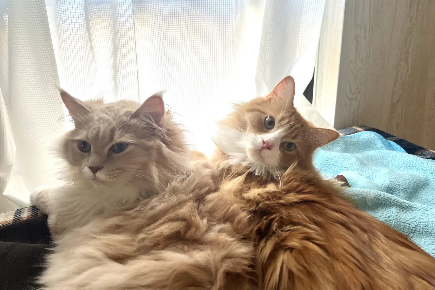 Two long-haired cats resting together by a sunlit window at home