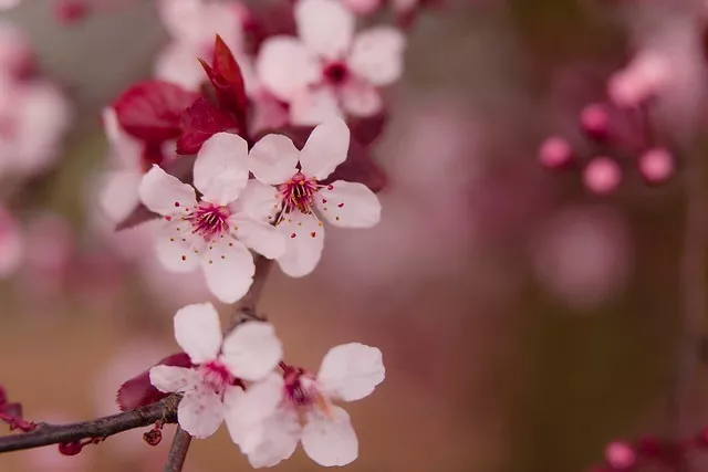 bloom-blossom-branch-432360