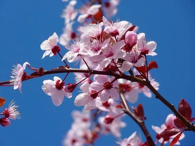 Hanami