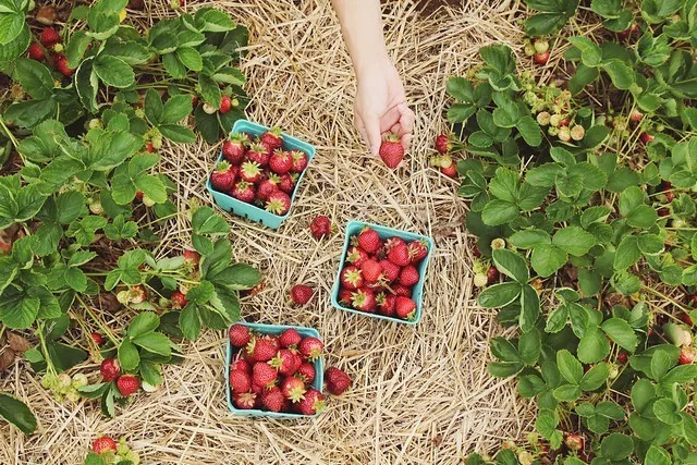 Stawberries
