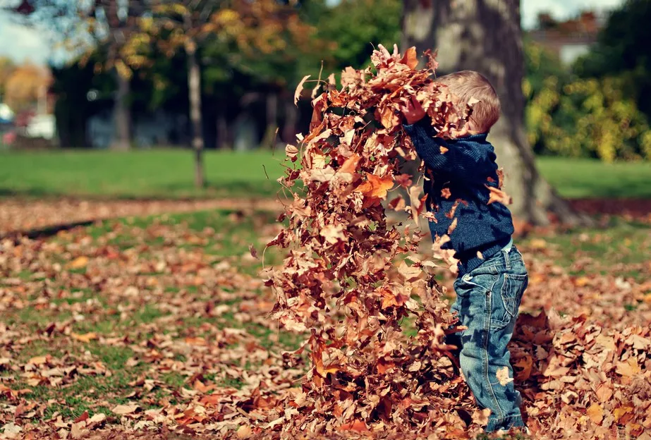 boy-child-dry-leaves-36965 (1)