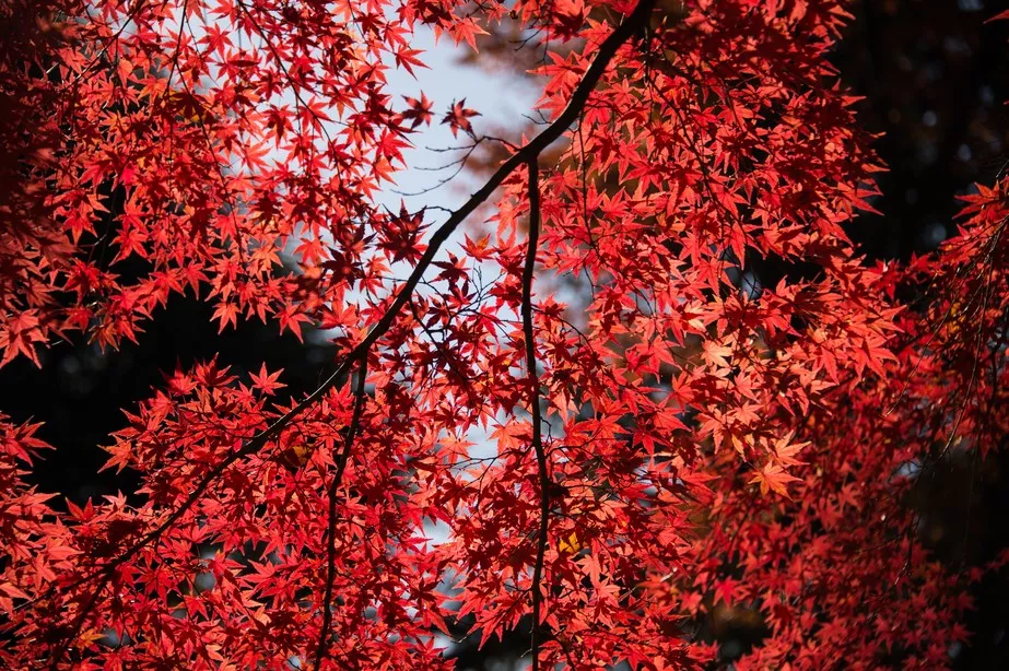 FallDateIdeas 1
