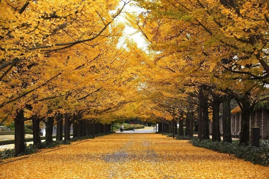 Showa Park