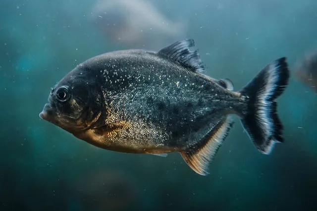 Piranha Fishing in Tokyo
