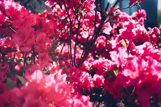 Bunkyo Azalea Festival
