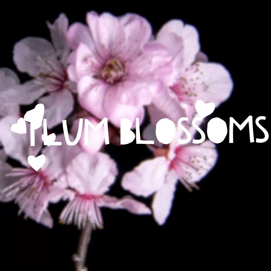 ume blossoms valentine's day