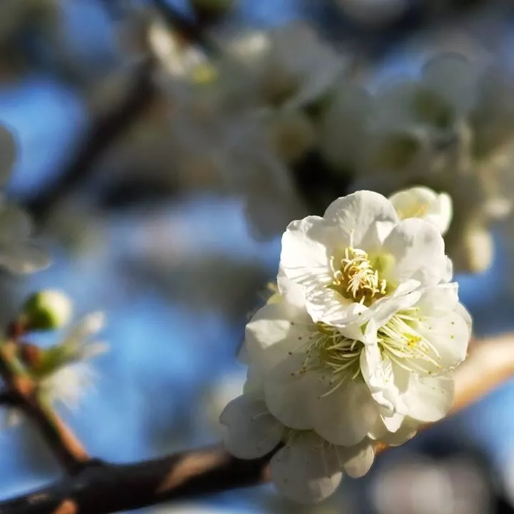 hanami in tokyo