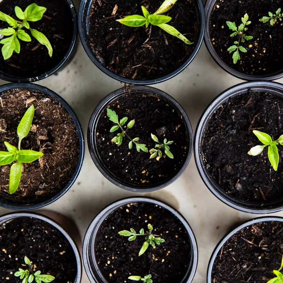indoor gardening in japan
